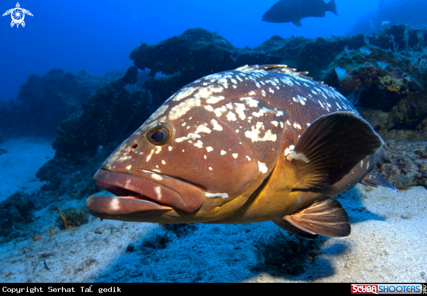 A fish