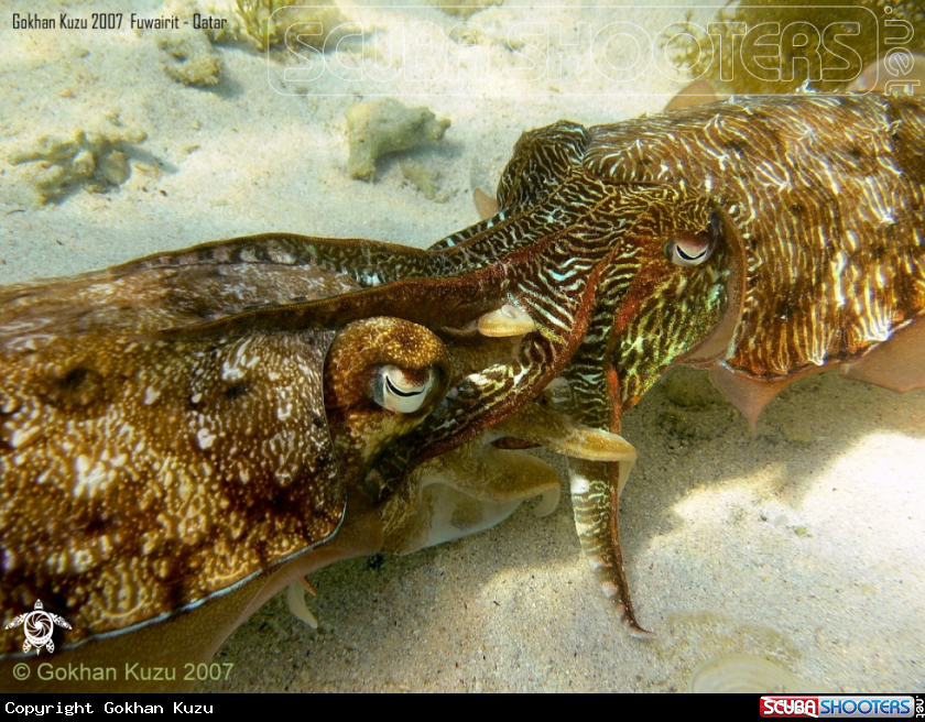 A cuttlefish