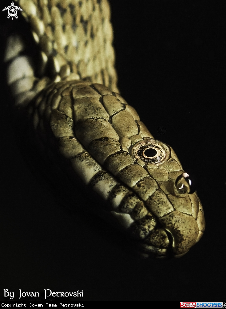 A Vodena zmija Ribarica / Water snake - Dice snake.