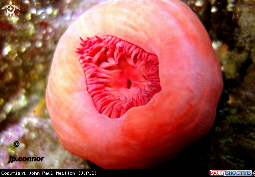 A Tomate de Mer