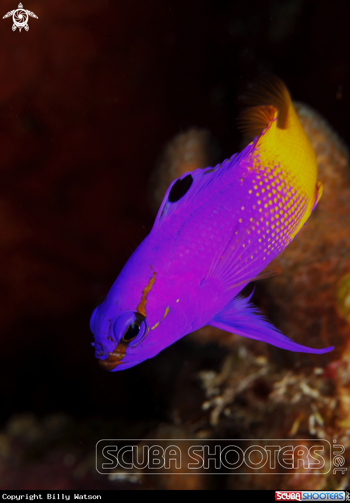 A Fairy Basslet