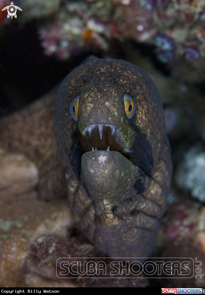 A Masked Moray Eel