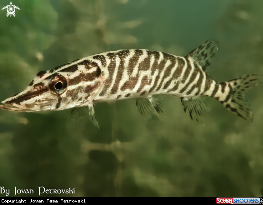 A Štuka / Pike