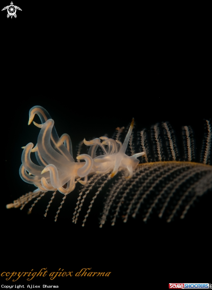 A cuthona 