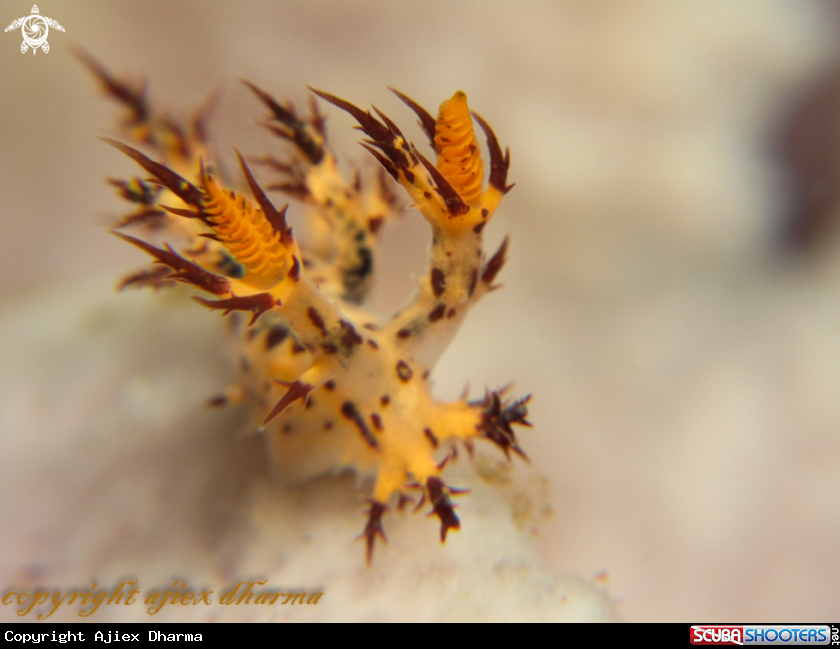 A dendronotus regius