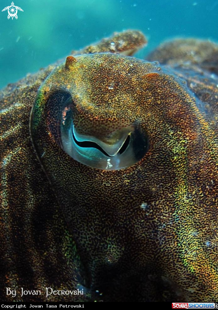 A Sipa / Cutlefish.