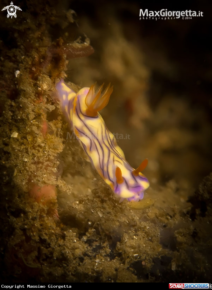 A nudibranch