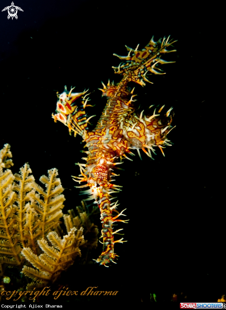A ornate ghost pipefish