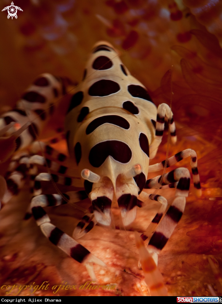 A coleman shrimp