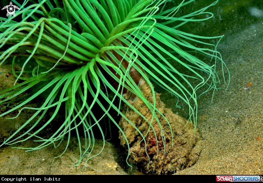 A tube anemone
