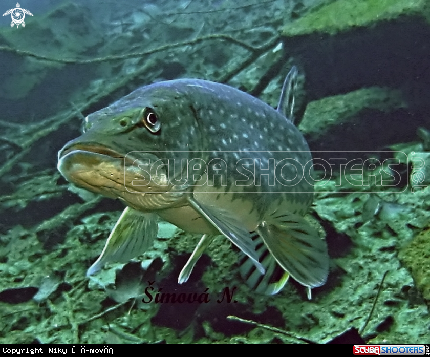 A pike