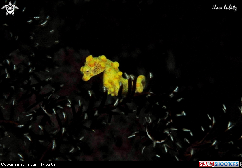 A pygmy sea horse
