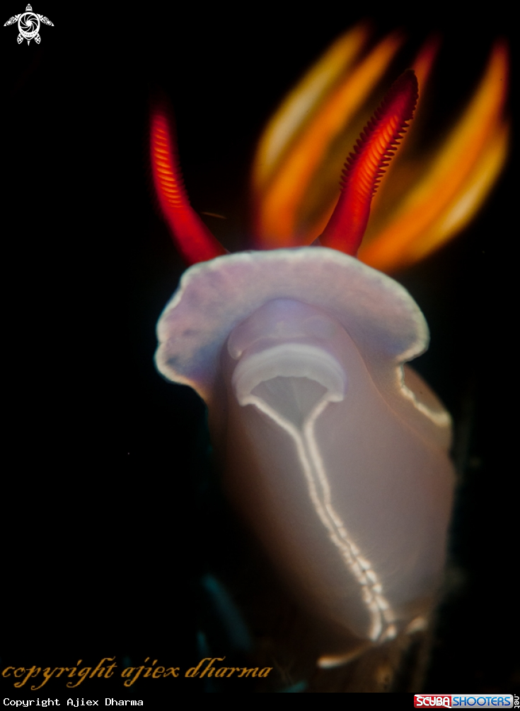 A hypselodoris Bullocki