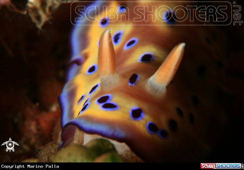 A Nudibranch