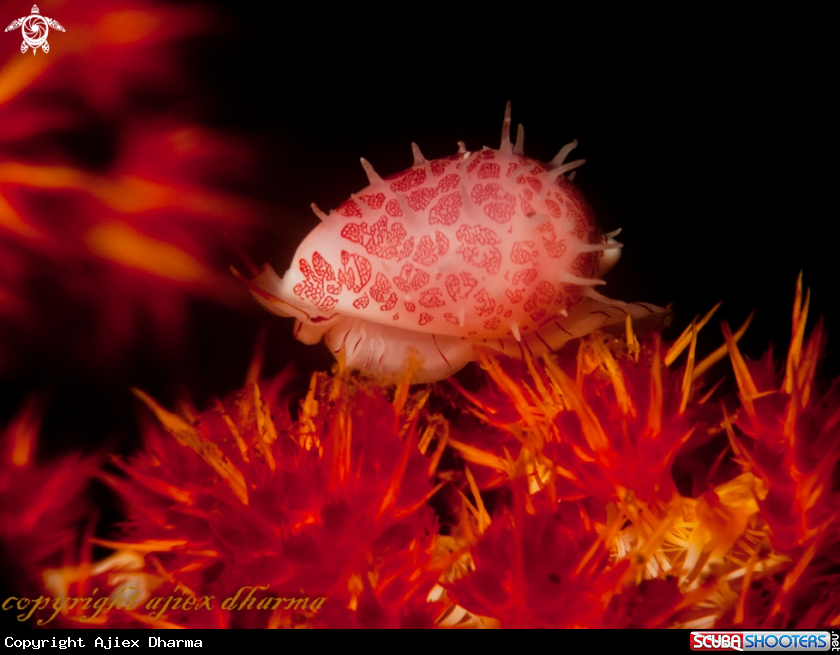 A cowrie