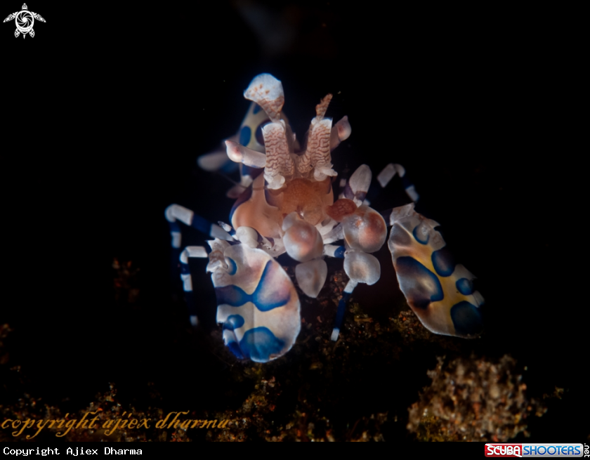 A harlequin shrimp