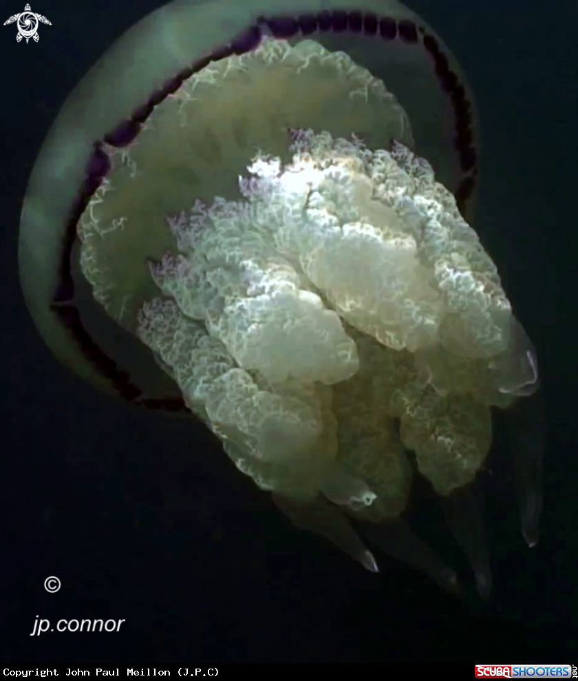 A Rhizostome