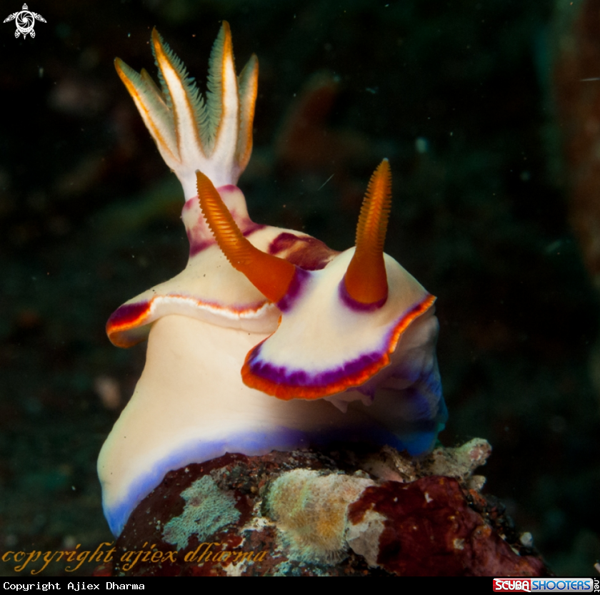 A hypselodoris sp