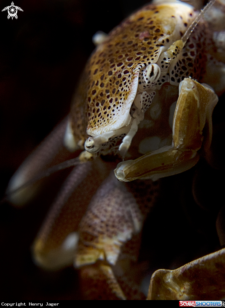 A Anemone Porcelain Crab