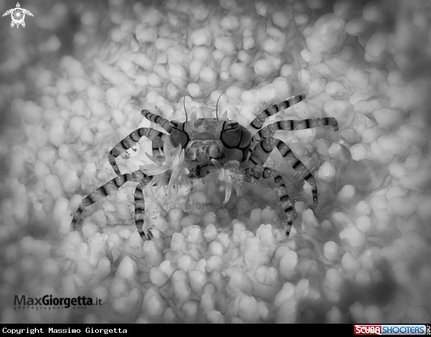 A Mosaic Boxer Crab