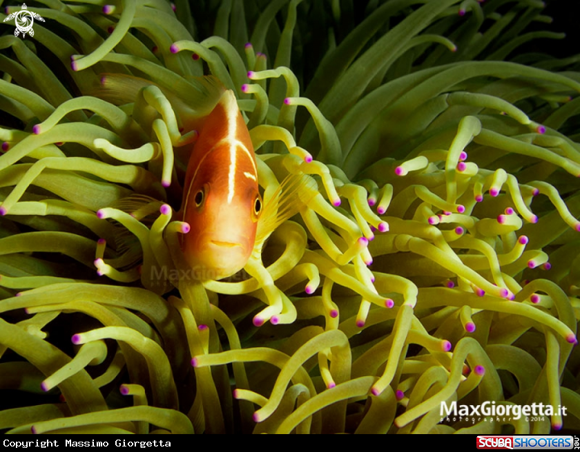 A Clown fish - Pink Anemonefish