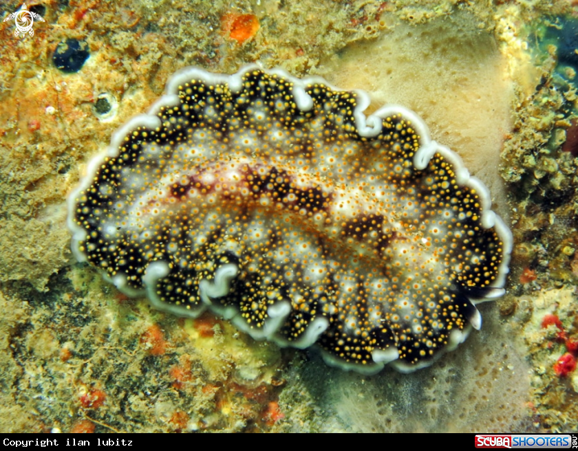 A flat worm