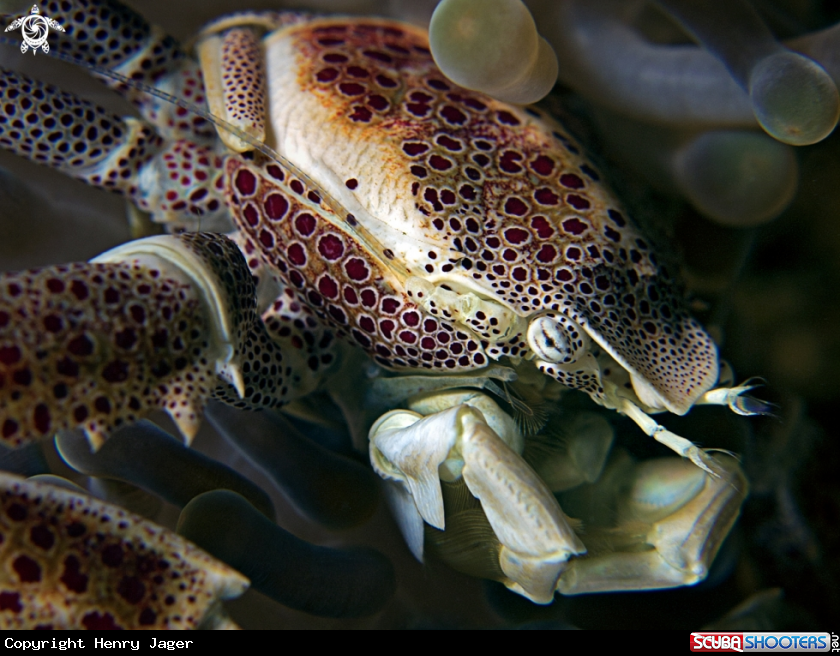 A Anemone Porcelain Crab