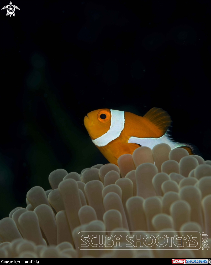 A False Clown anemone fish