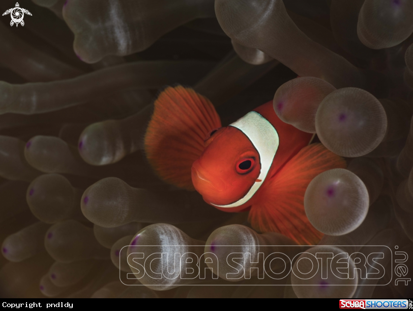 A Spinecheek Anemonefish