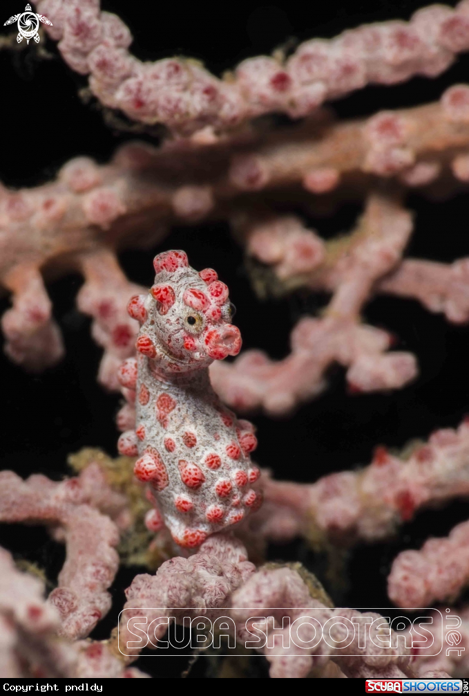 A Pygmy Seahorse