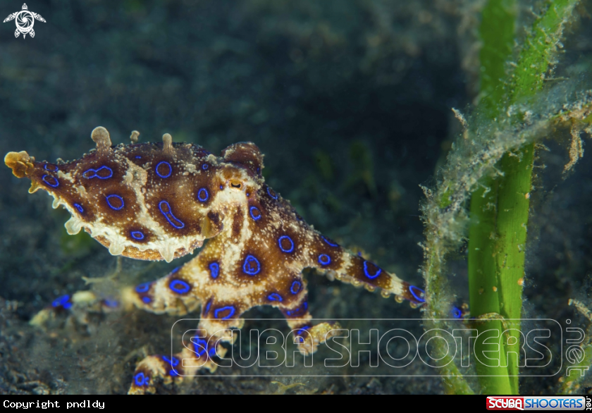 A Blue Ring Octopus