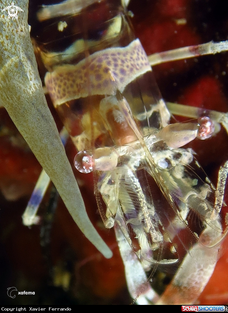 A Periclimenes amethysteus
