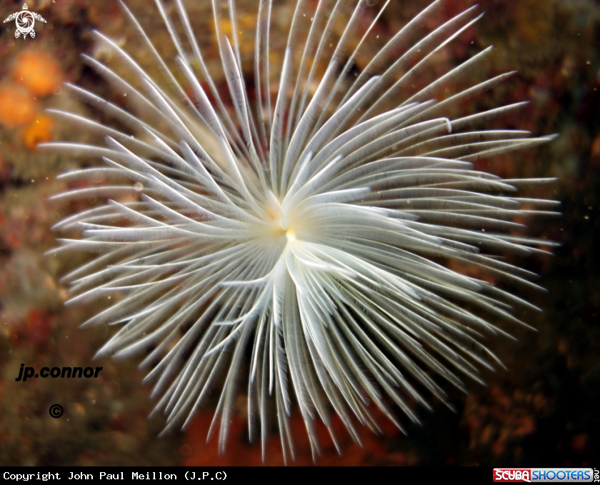 A Spirographe