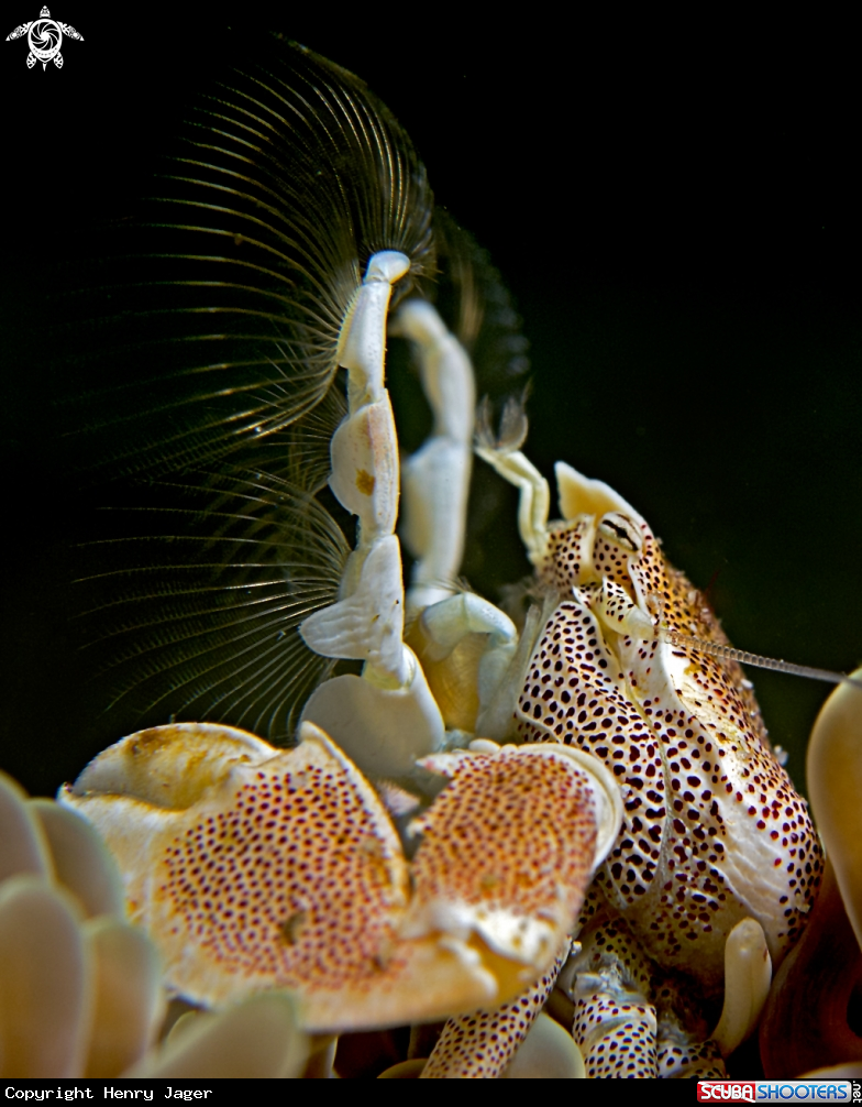 A Anemone Porcelain Crab