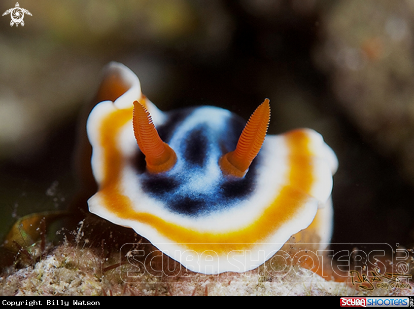 A Chromodoris quadricolor