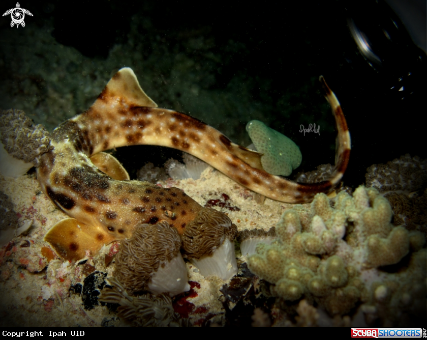 A Epaulette shark