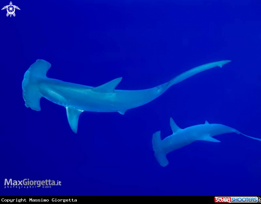 A hammer shark