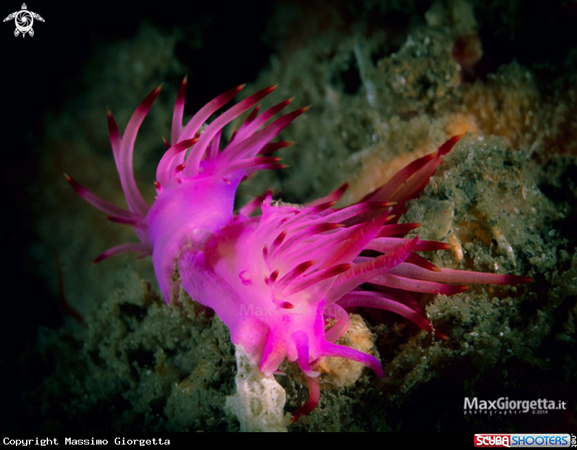 A Flabellina rubrolineata