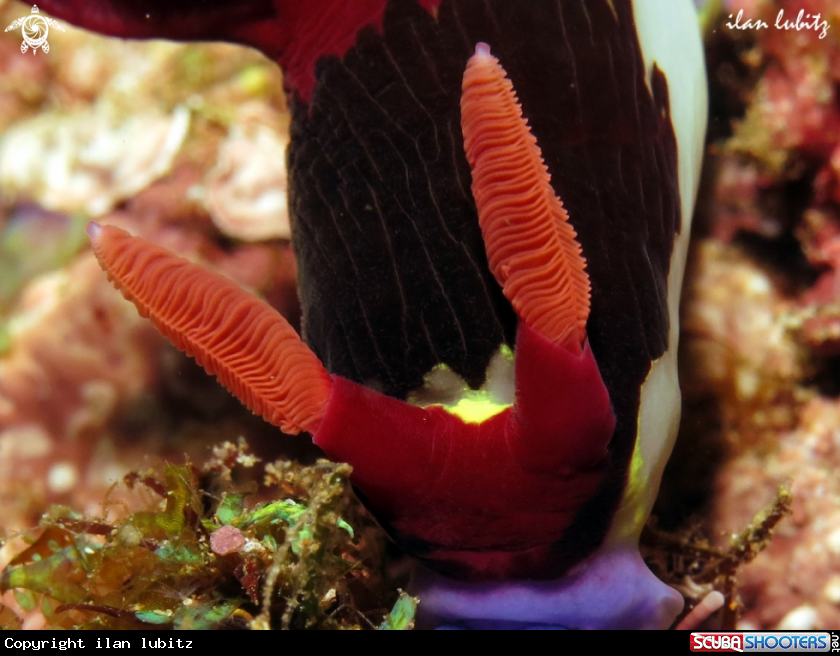A Nudibranch