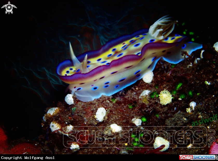 A Nudibranch