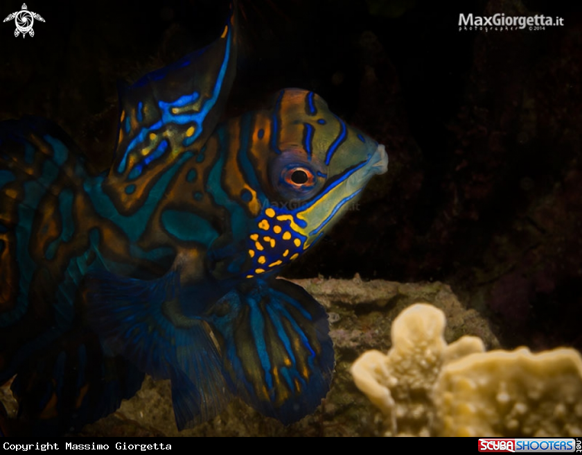 A mandarin fish