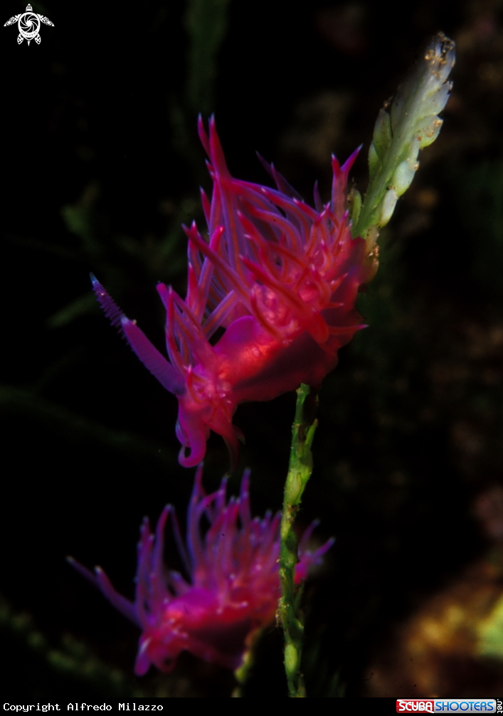 A Flabellina