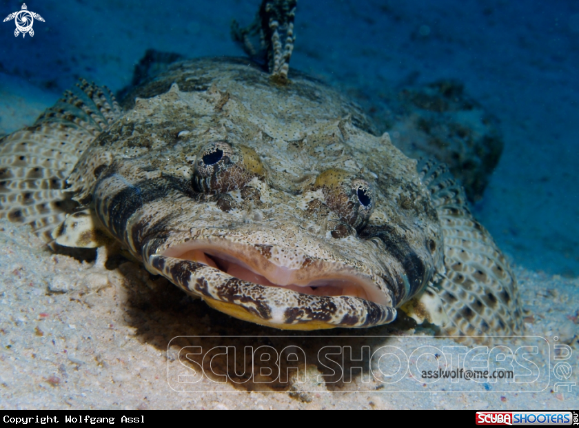 A Crocodile fish