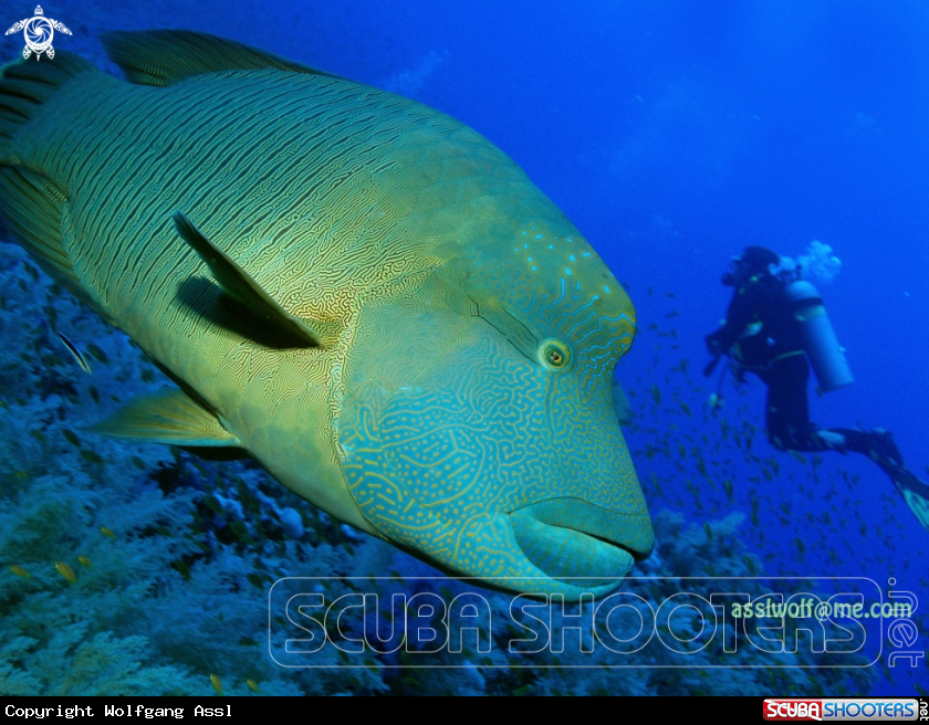 A Humphead wrasse