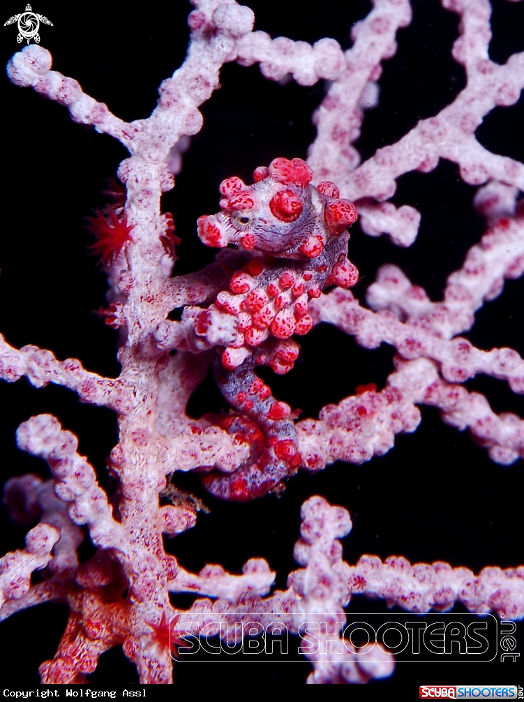 A Pygmy Seahorse