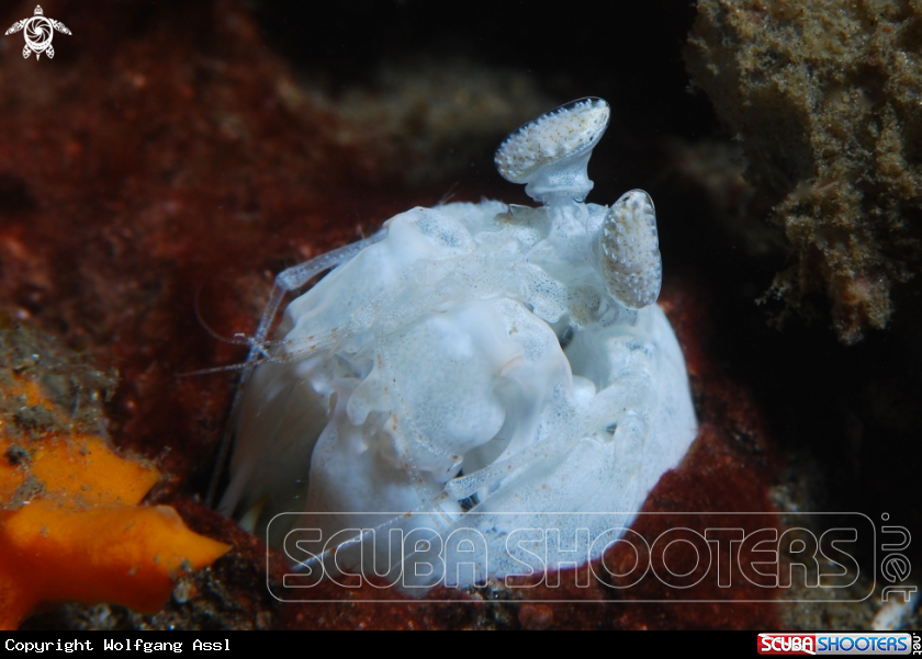 A Mantis Shrimp