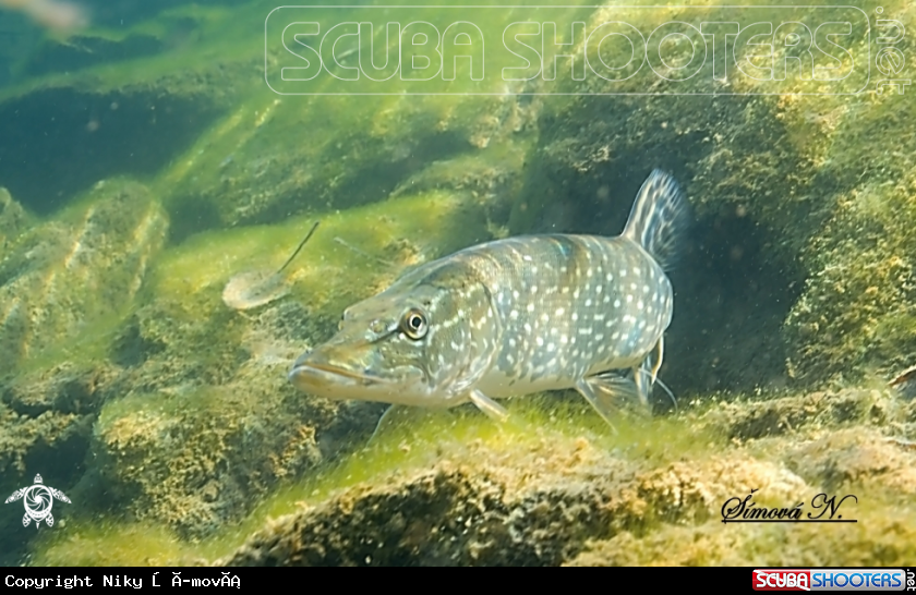 A pike