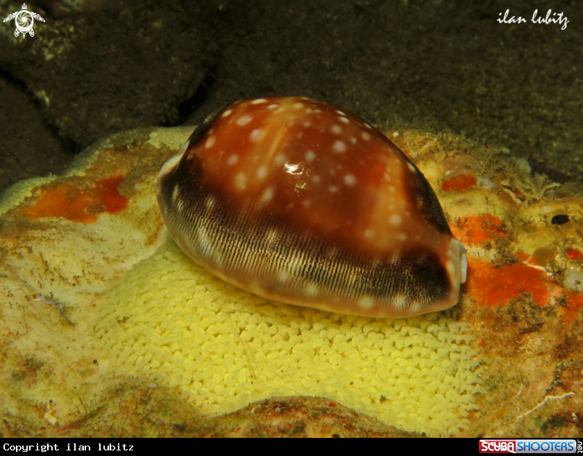 A sea shell
