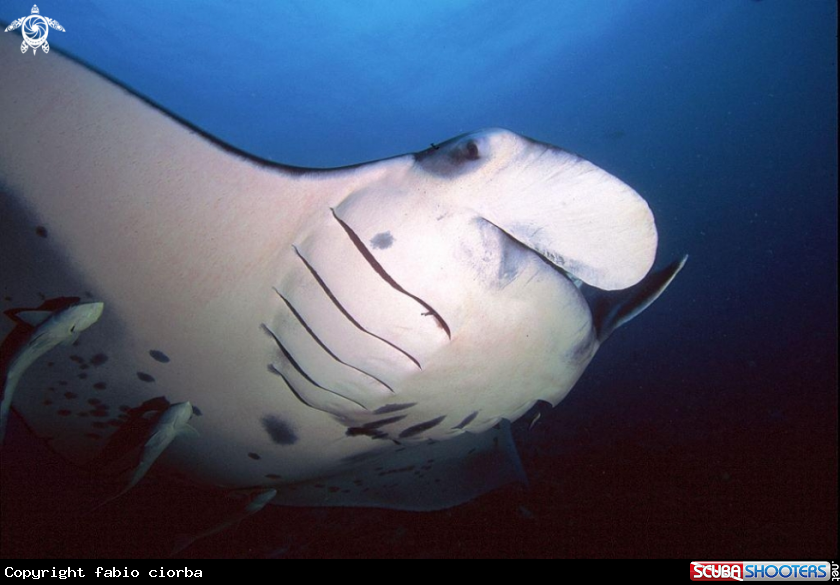 A underwater creature