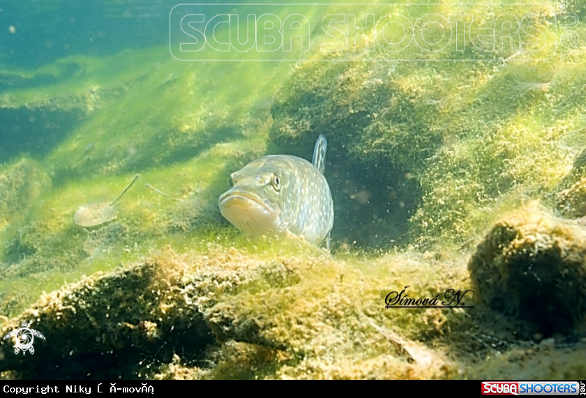 A pike